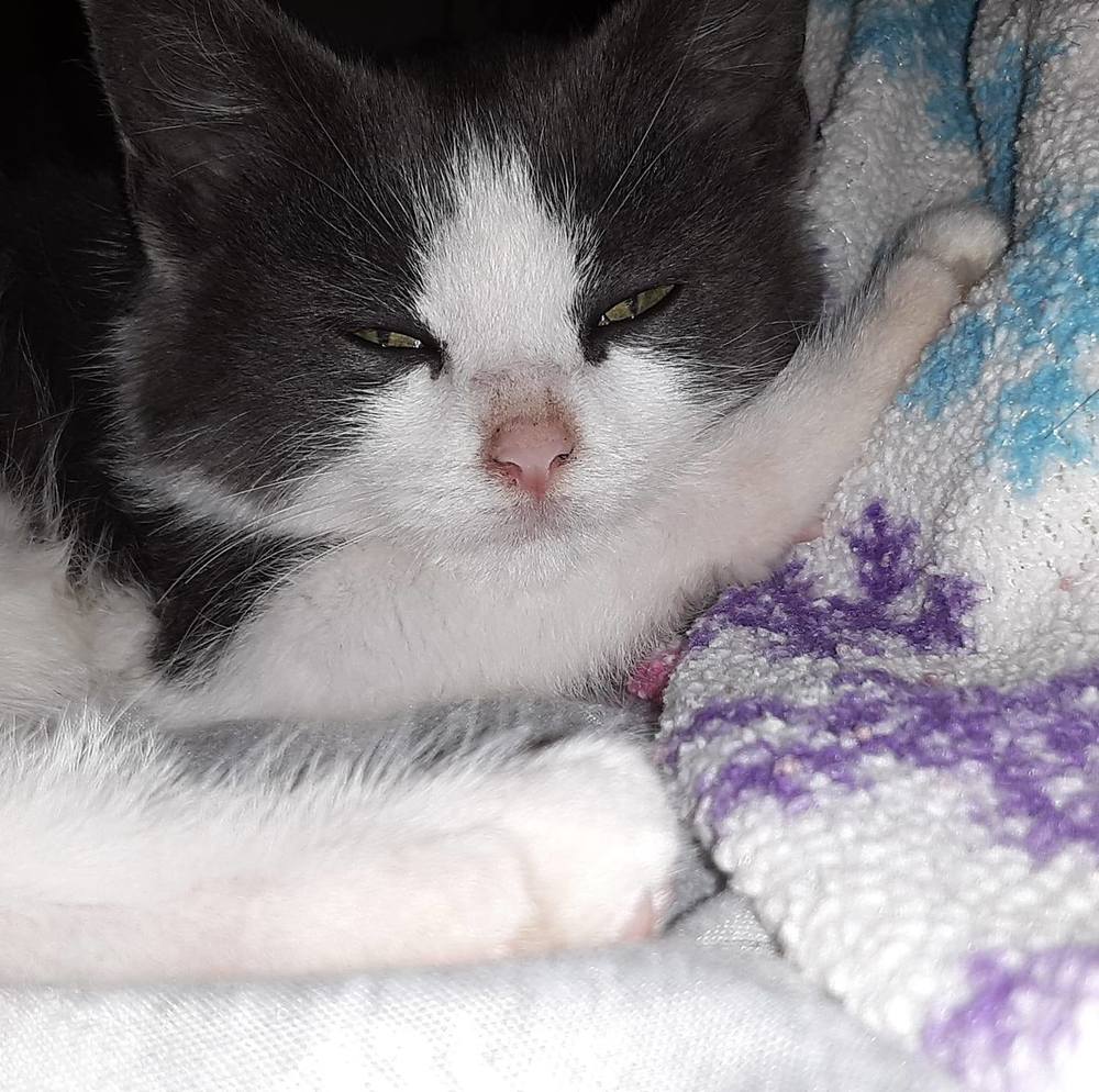 Meet your Posher, Pamela